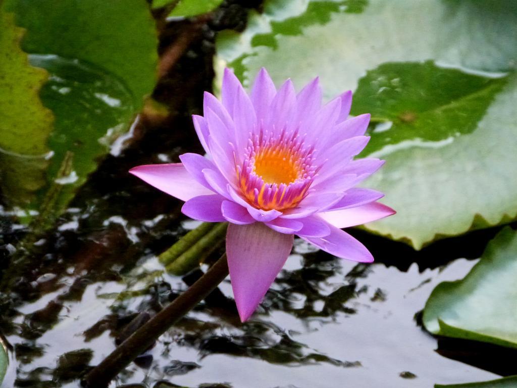 Raintree Villa Dambulla Luaran gambar