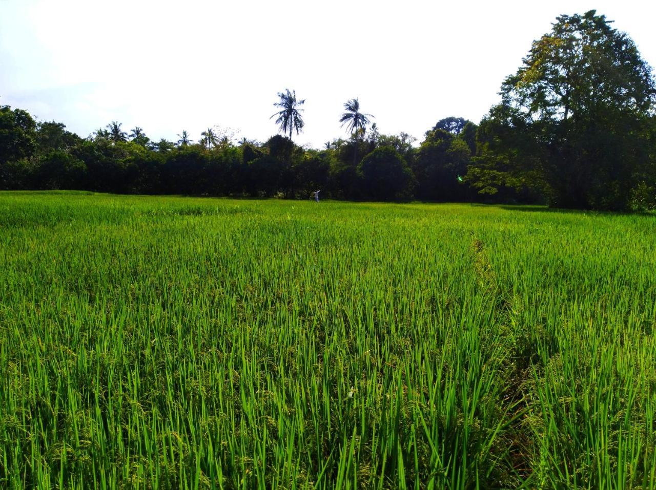 Raintree Villa Dambulla Luaran gambar